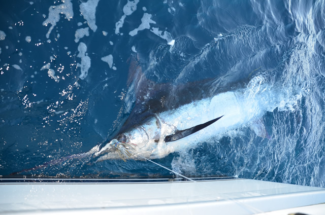ANGLER: Joe Highway SPECIES: Blue Marlin. WEIGHT: 100kg est. LURE: JB Lures, Evil Dingo